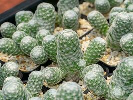 vicino su verde cactus albero con cactus capelli e spinato gancio. foto