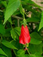 vicino su addormentato ibisco, cera malva fiore. foto