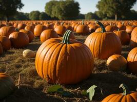 ai generato autunno raccogliere zucca piantagioni. paesaggio di zucca campo. zucca toppa foto