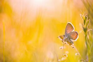 bellissimo natura avvicinamento, estate fiori e farfalla sotto luce del sole. luminosa sfocatura natura tramonto natura prato campo con farfalla come primavera estate concetto. meraviglioso estate prato ispirare natura foto