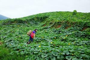 asiatico donna indossare collina tribù capi di abbigliamento con di vimini cestino è sorridente nel zucche agricoltura azienda agricola su montagna. lei è viaggiatore e agricoltura per cultura vita nel Chiang Mai Provincia, Tailandia foto