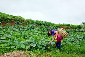 asiatico donna indossare collina tribù capi di abbigliamento con di vimini cestino è sorridente nel zucche agricoltura azienda agricola su montagna. lei è viaggiatore e agricoltura per cultura vita nel Chiang Mai Provincia, Tailandia foto