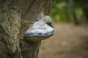 zoccolo fungo su un' albero abbaiare nel il foresta foto