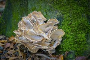 meripilus giganteus è un' polypore fungo in crescita a il base di un' albero foto