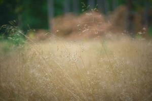 avvicinamento di deschampsia flexuosa, comunemente conosciuto come ondulato erba per capelli. foto