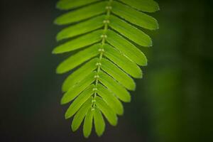 avvicinamento tiro di il foglia di un' mimosa pudica, anche chiamato sensibile pianta, assonnato pianta, azione pianta, non toccarmi o pianta della vergogna foto