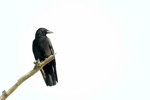 nero corvo seduta su un' ramo di un' morto albero. foto