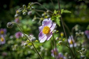 giapponese anemone fiore campo. avvicinamento e dettaglio con sfocato sfondo. foto