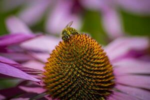 macro tiro di ape alimentazione su il nettare di un' echinacea purpurea, il orientale viola coneflower foto