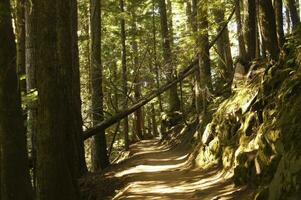 escursioni a piedi pista nel il ombre di un' buio conifera vecchio crescita foresta foto