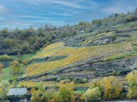 autunno colori su ripido reisling vigneti foto