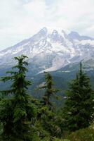 mt. Rainier, con conifera foresta foto