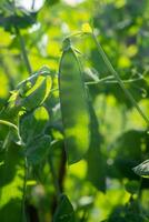 in crescita piselli all'aperto e sfocato sfondo. verde pisello baccelli foto