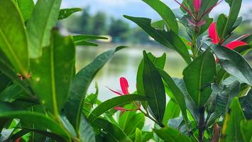 un' vicino su di alcuni verde impianti con rosso fiori foto