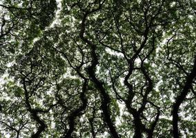 vista dal basso di un gigantesco albero della pioggia foto