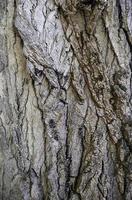 corteccia d'albero strutturato
