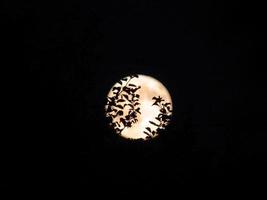 rami degli alberi su sfondo di luna piena. l'atmosfera mistica della foresta notturna. foto