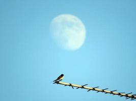 uccello e luna nel cielo. luna sullo sfondo blu foto