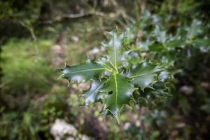 foglie di agrifoglio in una foresta foto