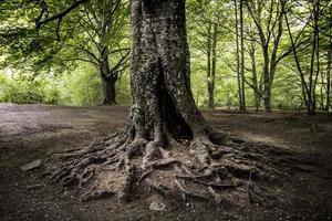 vecchio albero con radici foto