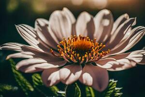 ai generato un' singolo rosa fiore con il sole splendente attraverso esso foto