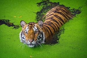 tigre asiatica in piedi in uno stagno d'acqua foto
