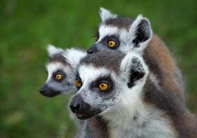 famiglia di lemure dalla coda ad anelli lemur catta foto