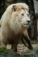 ritratto di africano Leone nel zoo foto
