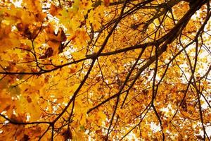 albero giallo stagione autunnale foto