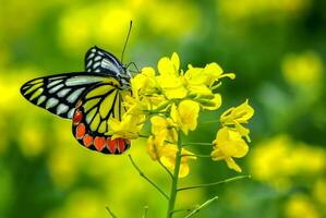 bellissimo farfalla su fiore, bellissimo la farfalla, farfalla fotografia foto