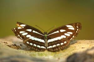 bellissimo farfalla su fiore, bellissimo la farfalla, farfalla fotografia foto