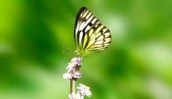 bellissimo farfalla su fiore, bellissimo la farfalla, farfalla fotografia foto