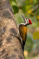 uccello fotografia, uccello immagine, maggior parte bellissimo uccello fotografia, natura fotografia foto