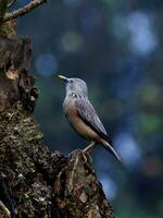 uccello fotografia, uccello immagine, maggior parte bellissimo uccello fotografia, natura fotografia foto