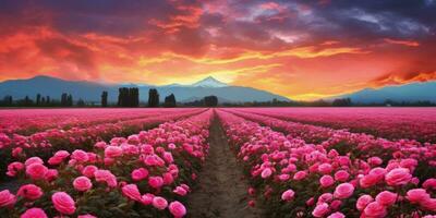 ai generato rosa campo nel il Alba mattina con bellissimo cielo foto