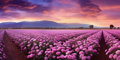 ai generato rosa campo nel il Alba mattina con bellissimo cielo foto