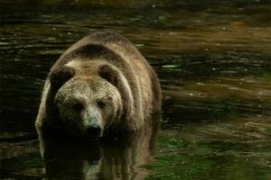 grizzly orso o ursus arctos orribile foto