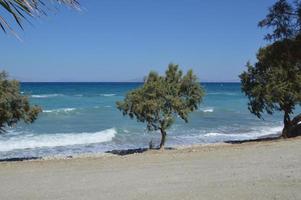 Gli alberi crescono lungo la spiaggia del Mar Egeo sull'isola di Rodi in Grecia foto