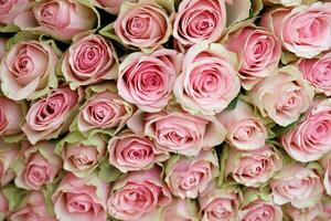 mazzo di colorato Rose come sfondo, avvicinamento. rosa fiori foto