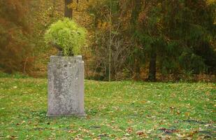 bellissimo natura autunno paesaggio. scenario Visualizza su autunno città parco con d'oro giallo fogliame nel nuvoloso giorno foto