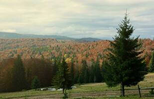 campagna nel montagne a Alba. erboso rurale versante con i campi e alberi nel autunno fogliame nel autunno foto