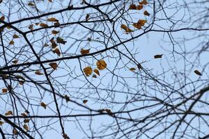 autunno rami con caduto le foglie foto
