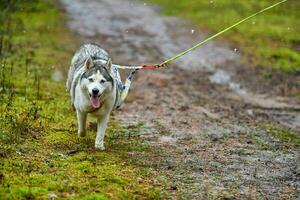 gara di mushing di cani da slitta nelle zone aride di fondo foto