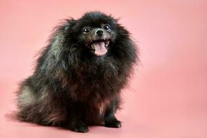 cucciolo di spitz nero di Pomerania foto