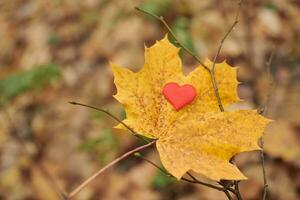 cuore su acero foglia. infatuazione o solitudine concetto. foto