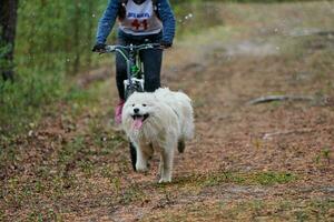 bikejoring slitta cane mushing gara foto