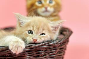 gattini maine coon in cestino, rosso e crema foto