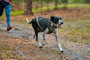 corsa di canicross di cani da pastore foto