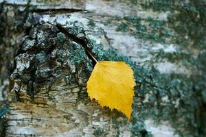 autunno foglia su albero tronco foto