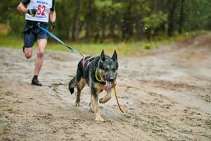 corsa di canicross di cani da pastore foto